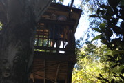 Treehousing